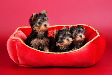 Three yorkie puppies in red stove bench on wine red background