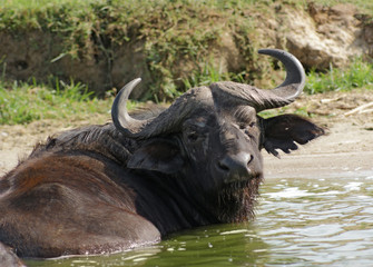 African Buffalo in Uganda