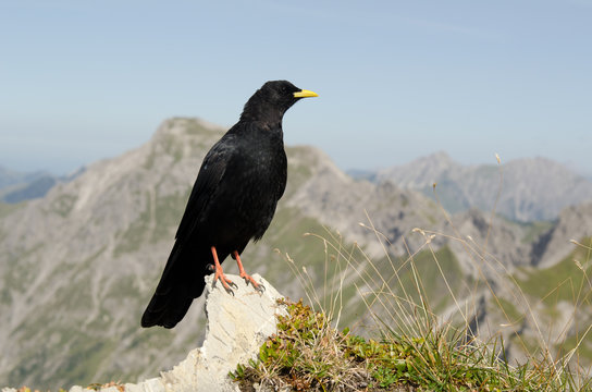 Alpendohle, Alpine Chough, Pyrrhocorax graculus