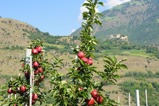 Apfelbaumzweige in Südtirol