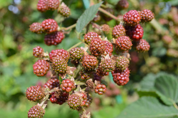 Brombeeren