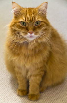 Male Ginger Longhaired Cat Sitting