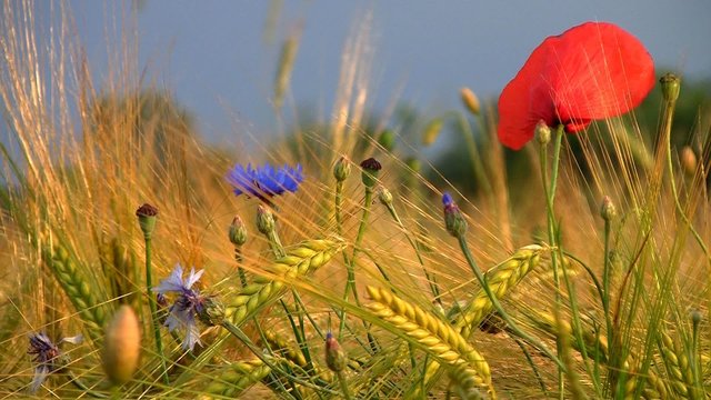 Kornfeld mit Klatschmohn