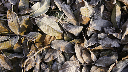 Autumn frost