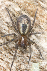 Lace webbed spider (Amaurobius fenestralis ) sitting on wood