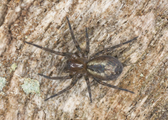 Lace webbed spider (Amaurobius fenestralis ) sitting on wood