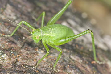 Young Wart-biter, extreme close up with high magnification