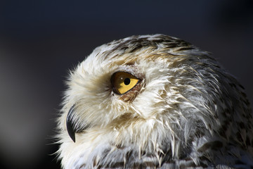 Snowy owl