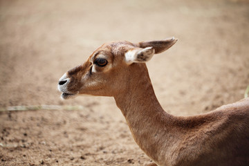 Whitetail deer fawn