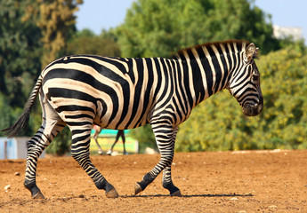 zebra
