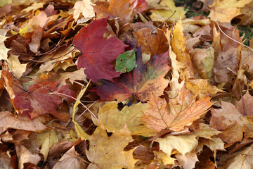 impression of leaves and autumn colors