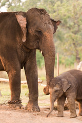 Fototapeta na wymiar Matka i dziecko słonia