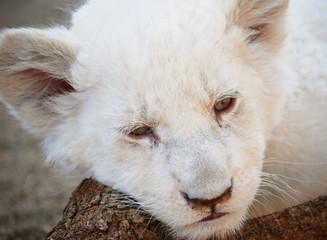 feline_white_lion_cub