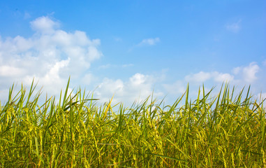 paddy rice field in blue sky