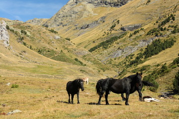 Fototapeta na wymiar herd of wild black horses