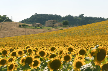 Marches (Italy) - Landscape at summer with sunflowers, farm