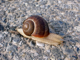 lumaca
