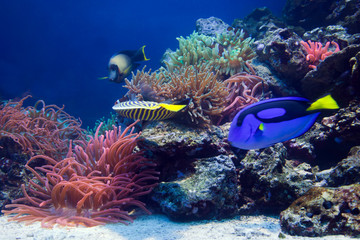 Naklejka na ściany i meble Podwodne życie, Ryby, rafa koralowa