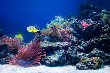 Naklejka na ściany i meble Underwater life, Fish, coral reef