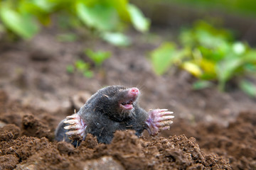 Mole in ground. Real picture - obrazy, fototapety, plakaty