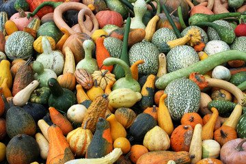 Citrouilles en couleurs