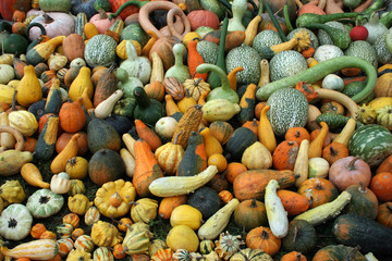 Assortiment de cucurbitac&eacute;es
