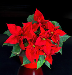 beautiful poinsettia. red christmas flower