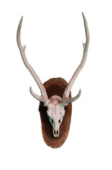 Antler on a white background.
