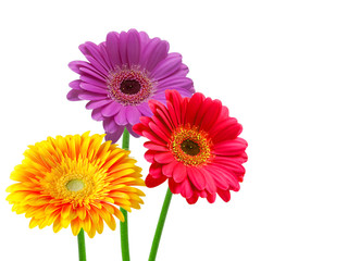 gerber flower isolated on white background