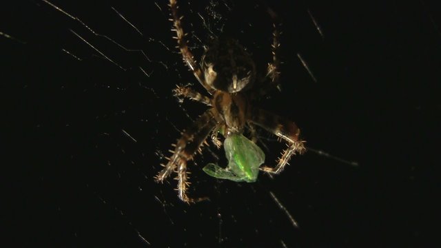 Spinne frisst Falter