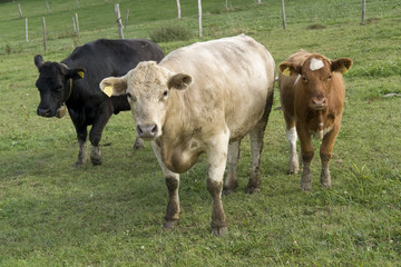 three colored cows on a meadow