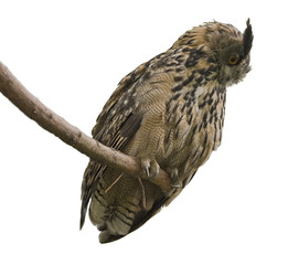 Eagle Owl in white back