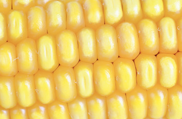 Fresh ear of corn  as  background © hsagencia