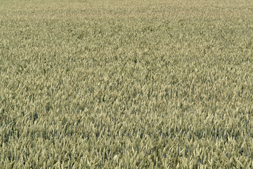 full frame wheat field