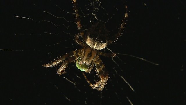 Spinne frisst Insekt