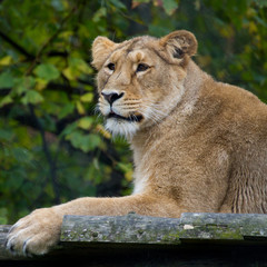 Lioness panthera leo resting