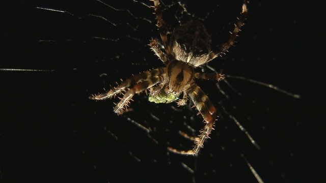 Spinne frisst Insekt