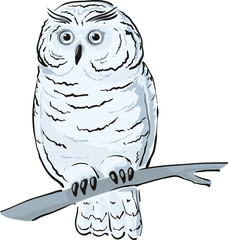 Single white owl sits on the branch