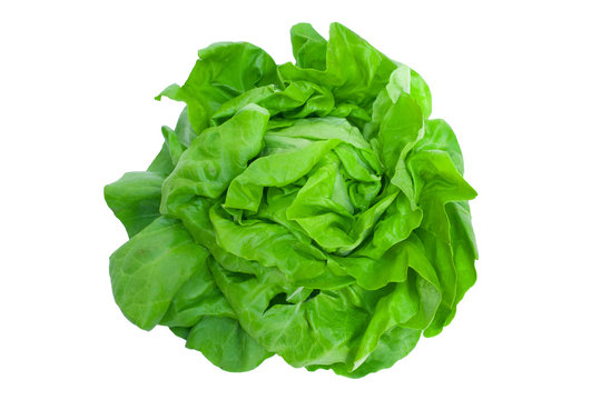 Lettuce - Salad