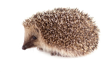hérisson sur fond blanc