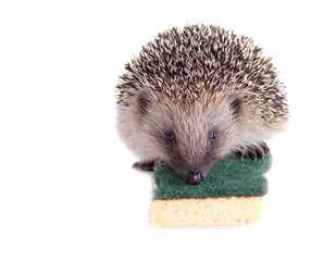 hérisson sur une éponge