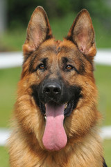 German Shepherd dog, portrait