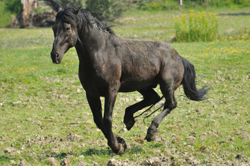 black stallion galloping pastures