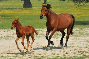 mare and foal galloping pastures