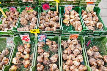 Tulip bulbs sales on street market in Stockholm, Sweden