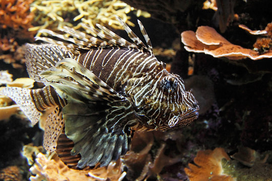 Poisson scorpion