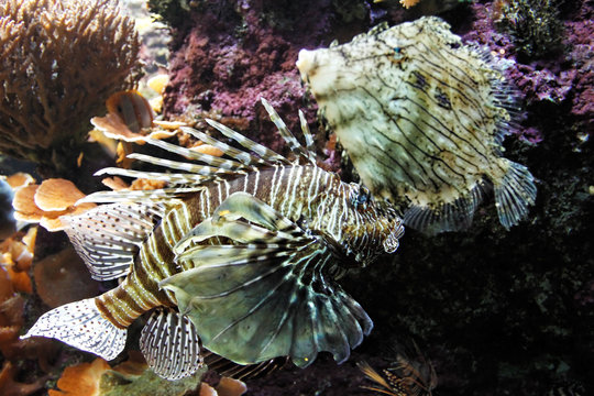 Poisson scorpion