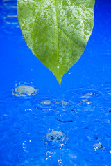 Naklejka na ściany i meble Water and leaf