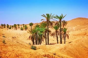 Deurstickers Sahara woestijn © adisa
