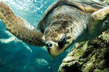 Obraz premium Tortue aquatique